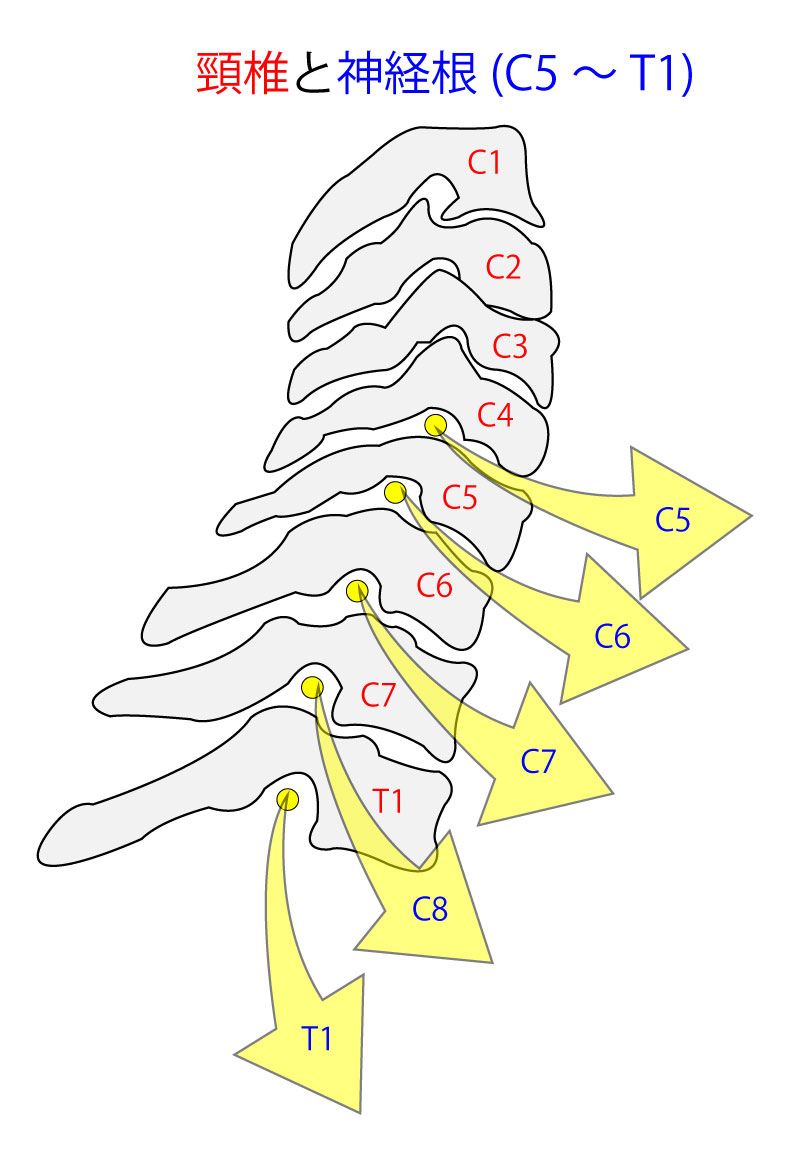 頚椎と神経根