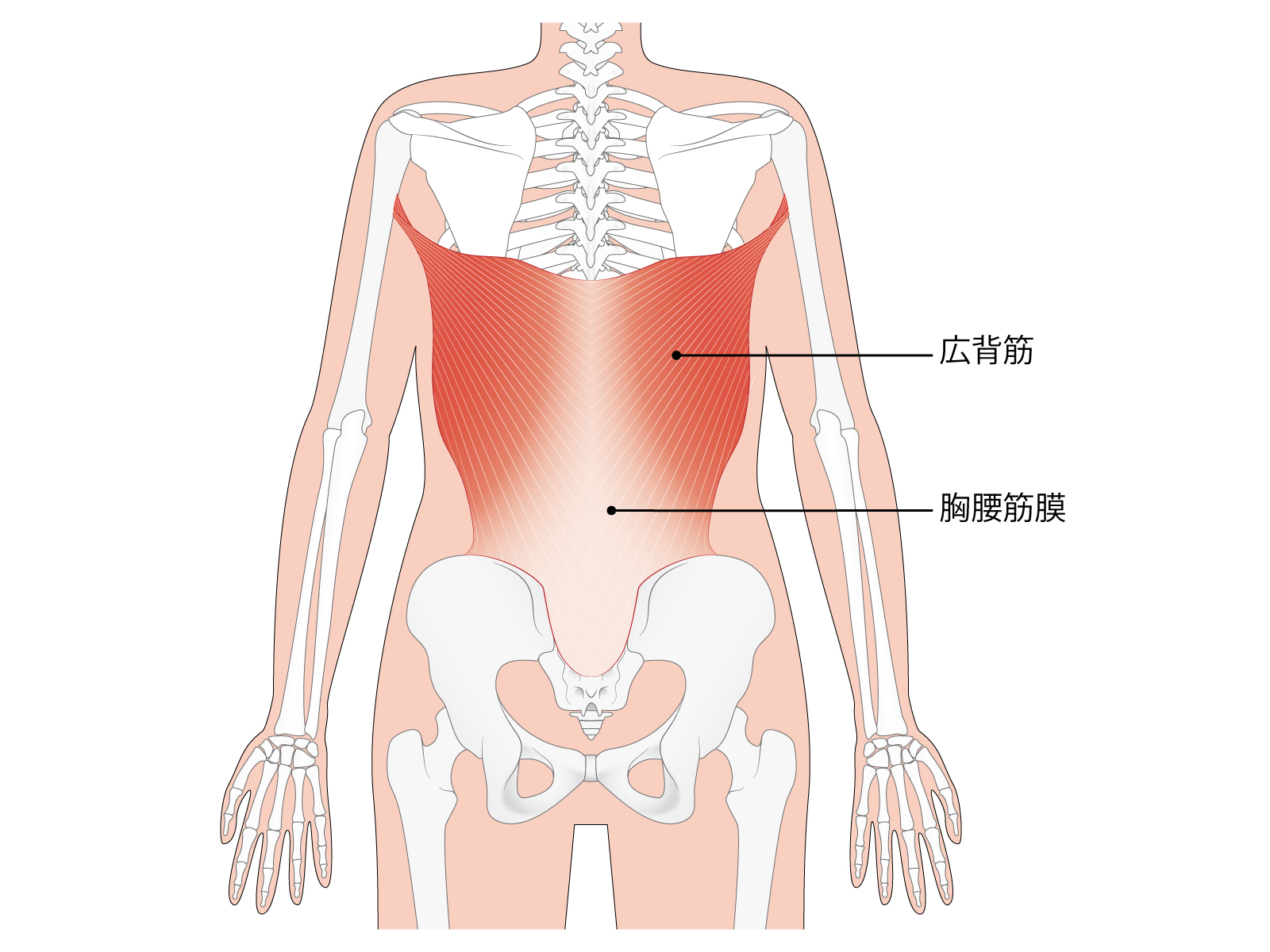 胸腰筋腱膜