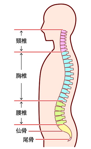 背骨カテゴリー