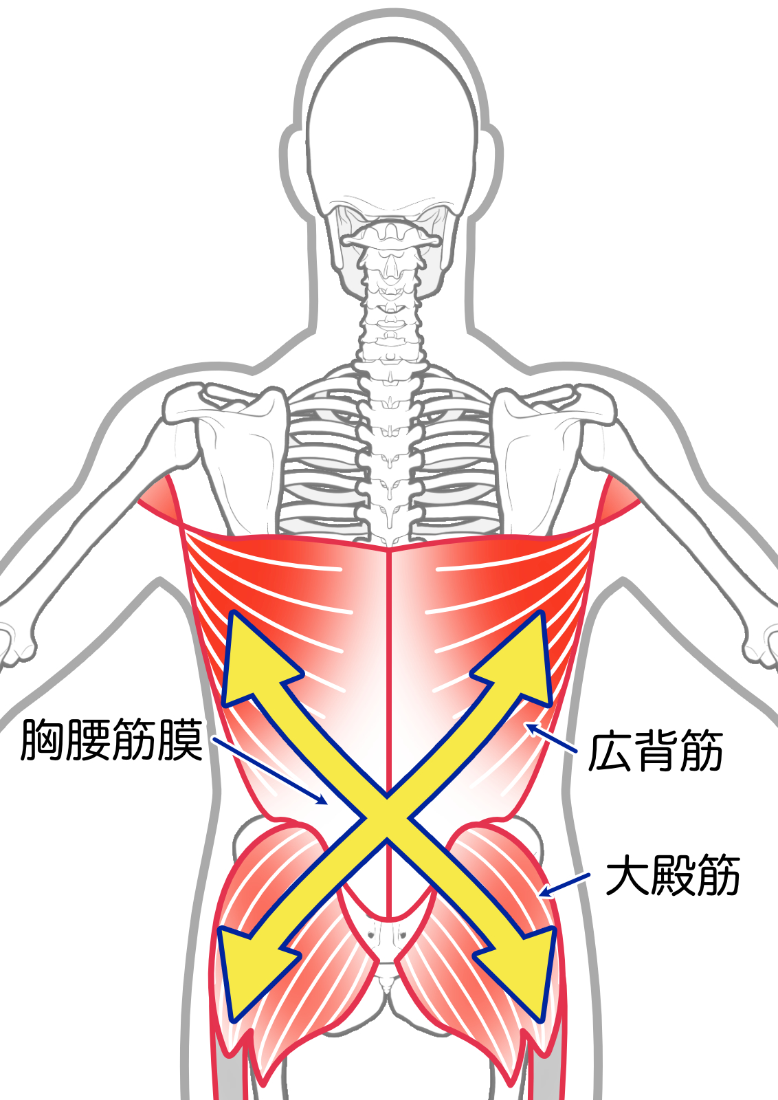 胸腰筋腱膜・後斜方向安定システム